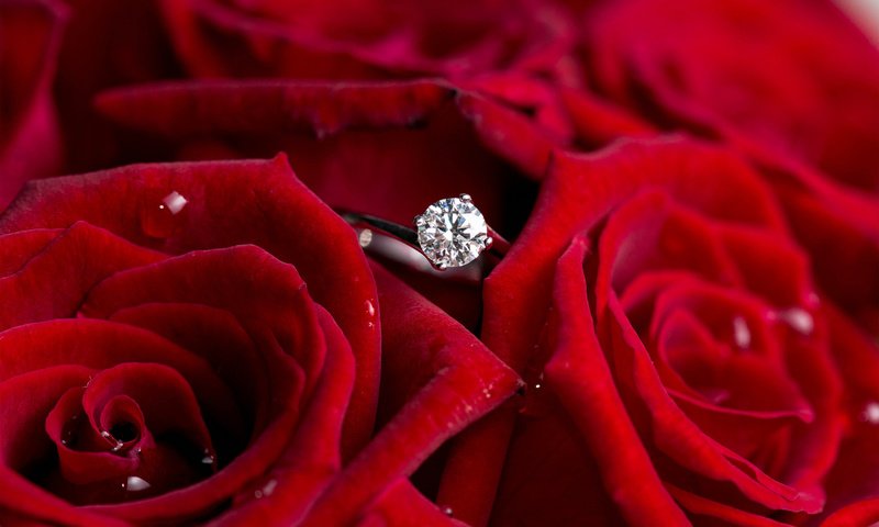 Обои цветы, розы, красные, кольцо, бриллиант, flowers, roses, red, ring, diamond разрешение 1920x1200 Загрузить