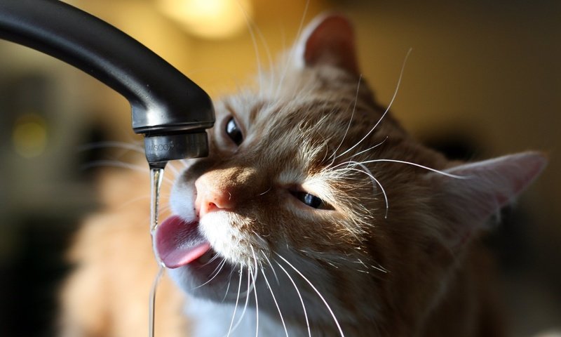 Обои вода, кот, кран, котэ, струйка, очень хочет пить, water, cat, crane, kote, stream, very thirsty разрешение 2560x1600 Загрузить