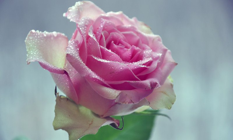 Обои вода, цветок, капли, лепестки, розовая роза, water, flower, drops, petals, pink rose разрешение 2560x1600 Загрузить