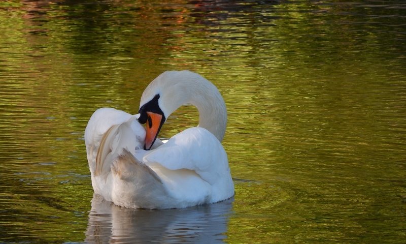 Обои водоем, рябь, лебедь, грация, pond, ruffle, swan, grace разрешение 1920x1200 Загрузить