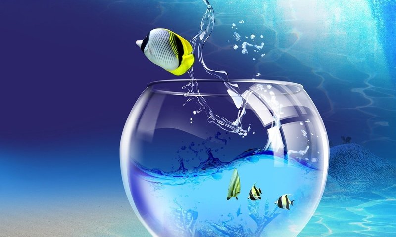 Обои windows 7 wallpaper fish. разрешение 1920x1440 Загрузить