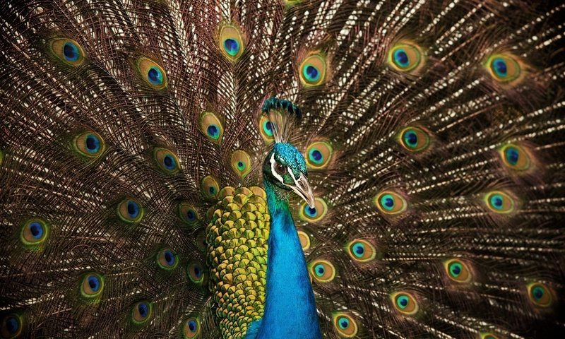Обои цвета, птица, павлин, перья, хвост, color, bird, peacock, feathers, tail разрешение 1920x1200 Загрузить