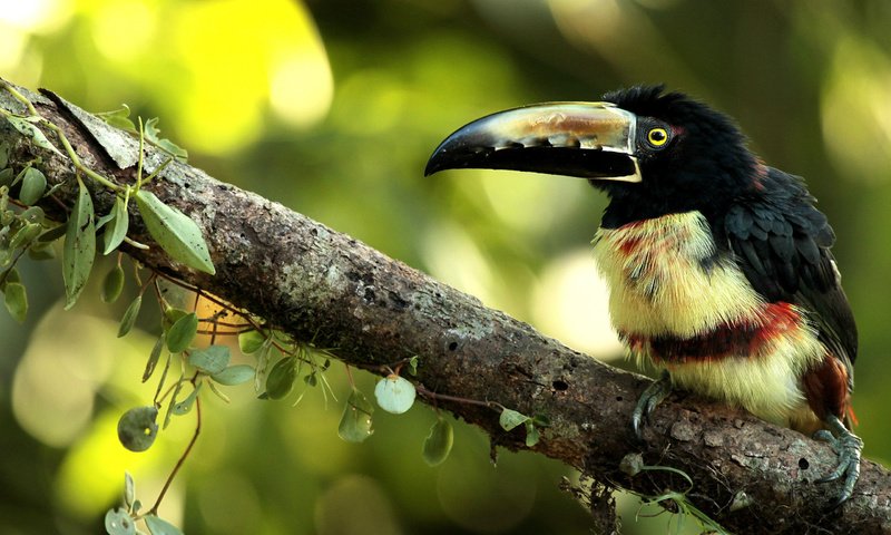 Обои ветка, листики, птичка, размытый фон, ошейниковый арасари, branch, leaves, bird, blurred background, collared aracari разрешение 2560x1600 Загрузить