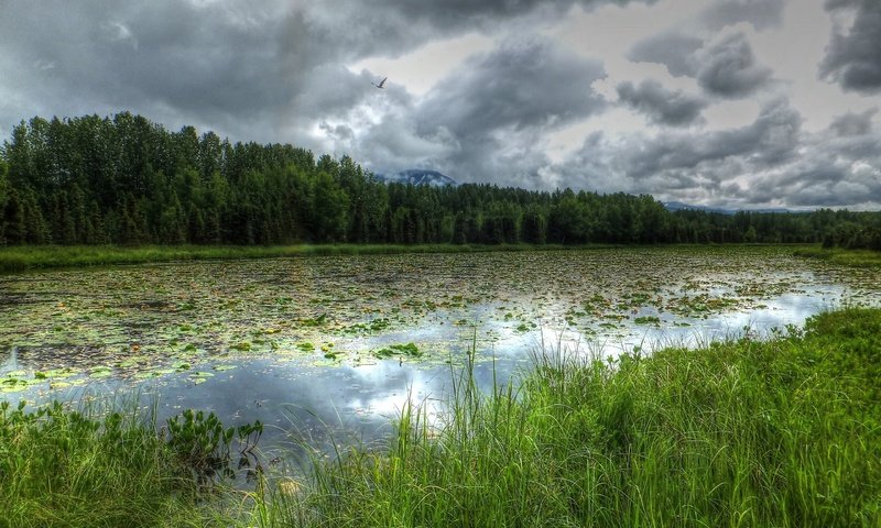 Обои река, лес, тучи, пейзаж, аляска, river, forest, clouds, landscape, alaska разрешение 2560x1600 Загрузить