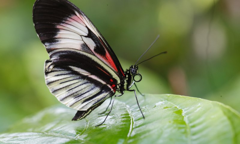 Обои макро, насекомое, листок, бабочка, крылья, macro, insect, leaf, butterfly, wings разрешение 2560x1600 Загрузить