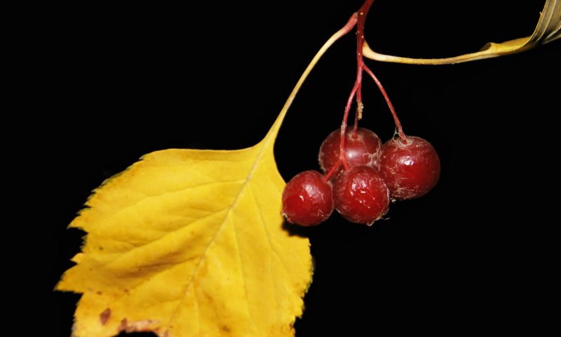 Обои ягоды, боярышник, желтый лист, berries, hawthorn, yellow leaf разрешение 2560x1600 Загрузить
