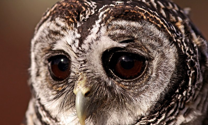 Обои глаза, сова, птица, грустный взгляд, совушка, неясыть, eyes, owl, bird, a sad look, sovushka разрешение 1920x1200 Загрузить