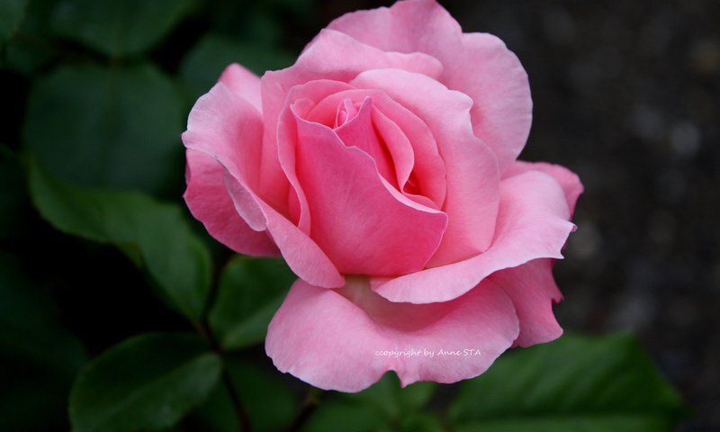 Обои листья, роза, блики, размытость, розовая, leaves, rose, glare, blur, pink разрешение 1920x1200 Загрузить