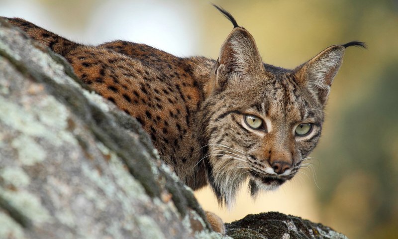 Обои ветка, рысь, хищник на охоте, branch, lynx, predator hunting разрешение 1920x1200 Загрузить