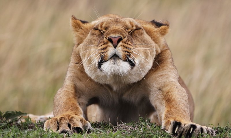 Обои хищник, львица, лежа, подтягивается, predator, lioness, lying, pulled разрешение 1920x1200 Загрузить