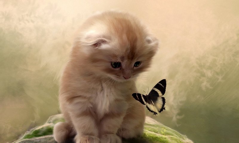 Обои арт, взгляд, пушистый, котенок и бабочка, бело-черные крылья бабочки, art, look, fluffy, kitten and butterfly, white-and-black butterfly wings разрешение 1920x1080 Загрузить