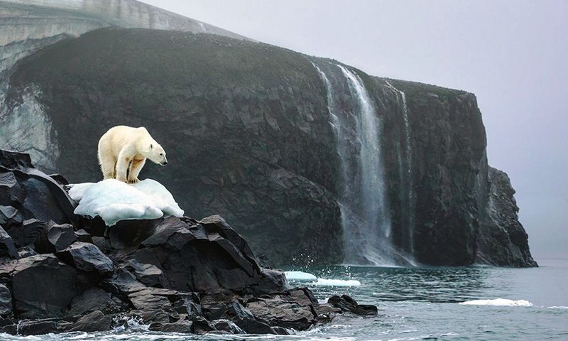 Обои океан, белый медведь, скалы. снег, the ocean, polar bear, rock. snow разрешение 2560x1600 Загрузить