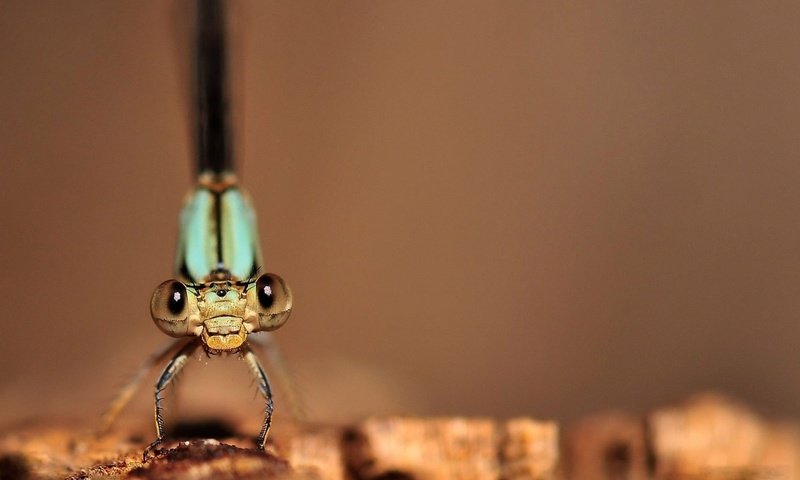 Обои макро изображение стрекозы, macro image of a dragonfly разрешение 1932x1208 Загрузить