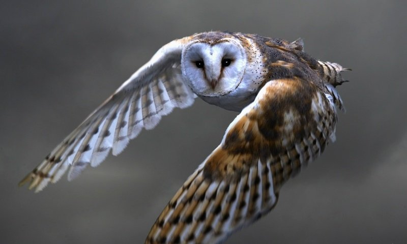 Обои сова, полет, хищник, птица, сова в полете, сипуха, owl, flight, predator, bird, owl in flight, the barn owl разрешение 1920x1200 Загрузить