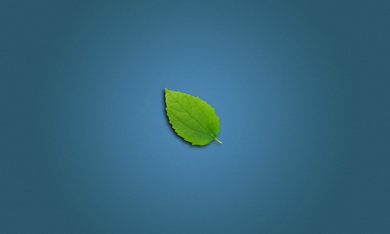 Обои зеленый листок, green leaf разрешение 1920x1200 Загрузить