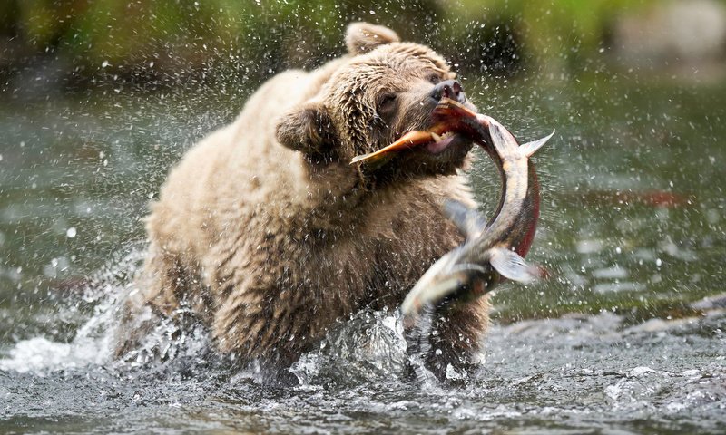 Обои медведь, сша, аляска, бурый медведь, русская река, bear, usa, alaska, brown bear, russian river разрешение 1920x1200 Загрузить