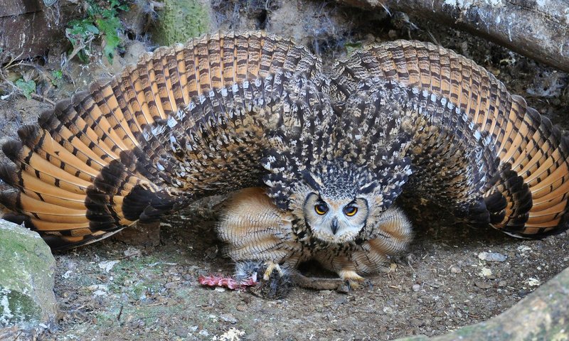 Обои сова, крылья, филин, owl, wings разрешение 1920x1080 Загрузить