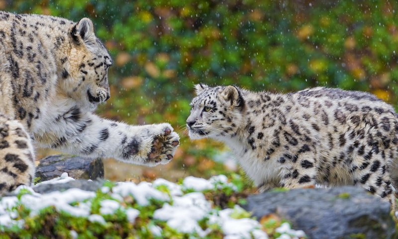 Обои хищник, пара, семья, снежный барс, ирбис, мать, predator, pair, family, snow leopard, irbis, mother разрешение 1920x1200 Загрузить