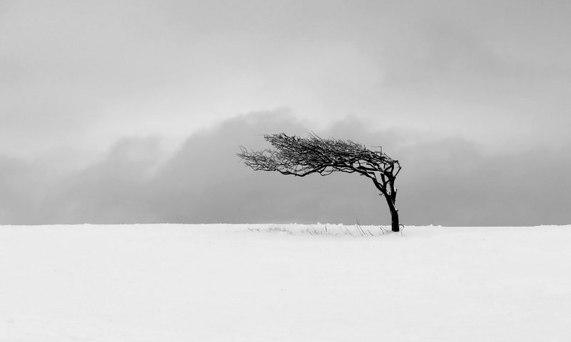 Обои снег, дерево, поле, м, snow, tree, field, m разрешение 1920x1200 Загрузить