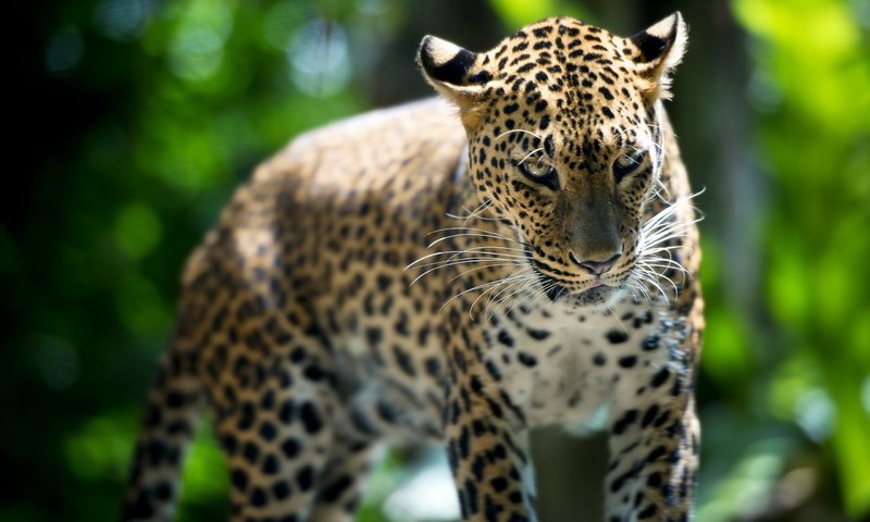 Обои леопард, зверь, лучи света, сингапур, зоо, leopard, beast, rays of light, singapore, zoo разрешение 2560x1600 Загрузить