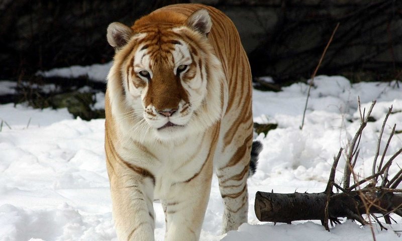 Обои тигр, снег, зима, животное, золотой тигр, tiger, snow, winter, animal, golden tiger разрешение 1920x1200 Загрузить