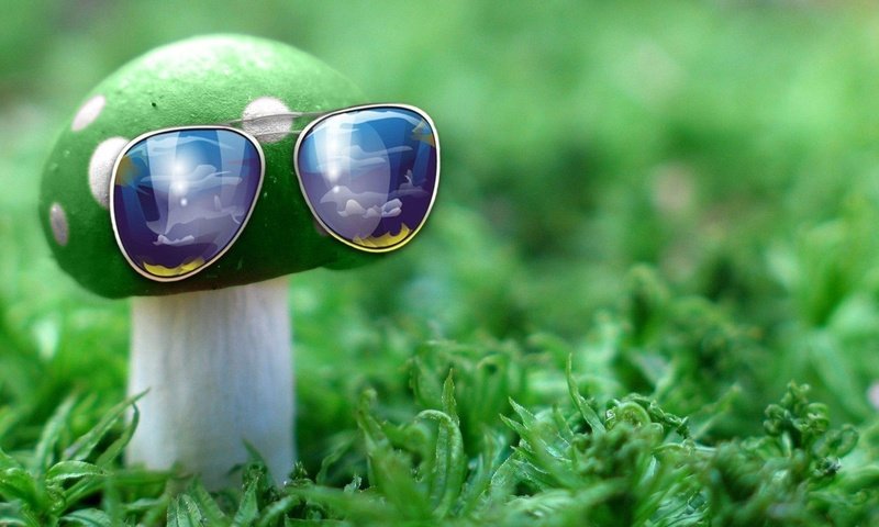 Обои природа, зелёный, макро, очки, гриб, nature, green, macro, glasses, mushroom разрешение 1932x1208 Загрузить