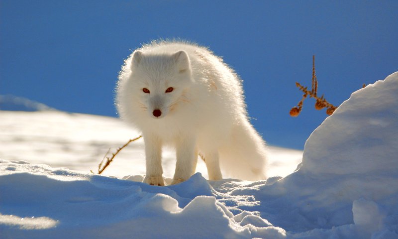 Обои снег, зима, песец, полярная лисица, snow, winter, fox, polar fox разрешение 2560x1600 Загрузить