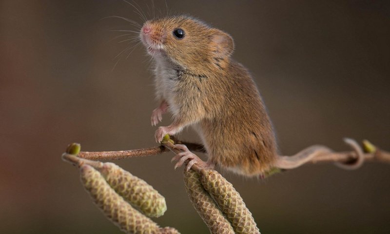 Обои ветка, природа, фон, мышь, мышка, ольховая, branch, nature, background, mouse, alder разрешение 1920x1200 Загрузить