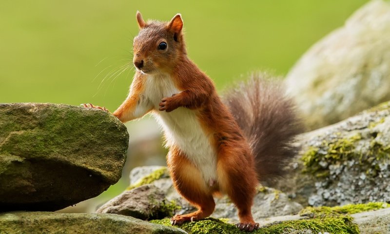 Обои камни, животные, пушистый, мох, белка, хвост, грызун, stones, animals, fluffy, moss, protein, tail, rodent разрешение 1920x1200 Загрузить