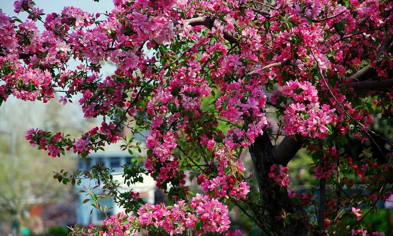 Обои дерево, цветение, весна, розовые, яблоня, цветки, tree, flowering, spring, pink, apple, flowers разрешение 1920x1200 Загрузить