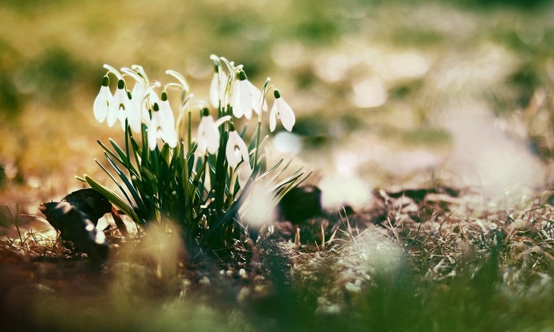 Обои цветы, солнце, весна, подснежники, flowers, the sun, spring, snowdrops разрешение 1920x1200 Загрузить