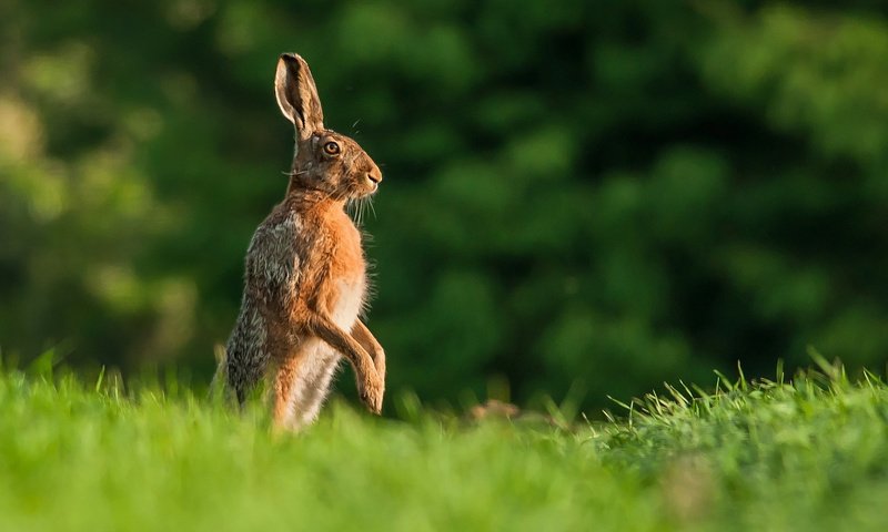 Обои трава, природа, поза, заяц, grass, nature, pose, hare разрешение 1920x1200 Загрузить