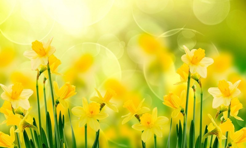 Обои цветы, нарциссы, желтые, flowers, daffodils, yellow разрешение 1920x1200 Загрузить