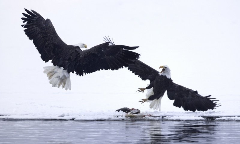 Обои крылья, орел, птицы, орлан, белоголовый орлан, белоголовые орланы, wings, eagle, birds, orlan, bald eagle, bald eagles разрешение 1920x1200 Загрузить