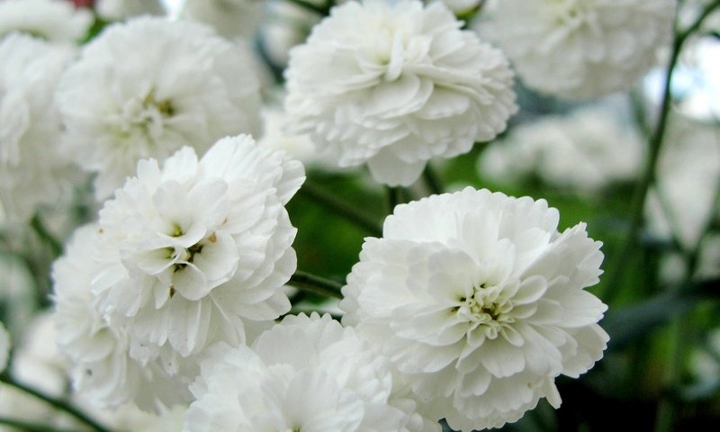 Обои цветы, белые, нежные, гипсофила снежинка, flowers, white, gentle, gypsophila snowflake разрешение 1920x1200 Загрузить