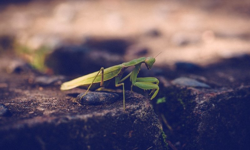Обои зелёный, насекомое, богомол, лапки, green, insect, mantis, legs разрешение 1920x1200 Загрузить