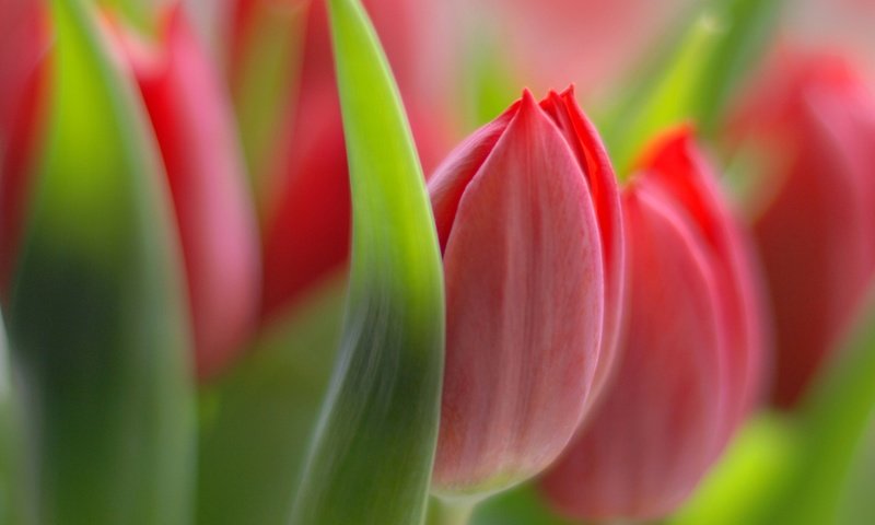 Обои цветы, макро, лето, тюльпаны, flowers, macro, summer, tulips разрешение 1920x1200 Загрузить