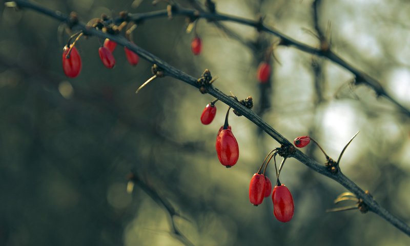 Обои ветки, ягоды, плоды, кизил, branches, berries, fruit, dogwood разрешение 2048x1365 Загрузить