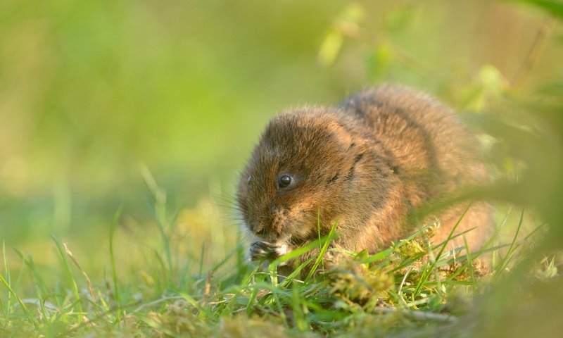 Обои трава, мышь, грызун, водяная полёвка, grass, mouse, rodent, water vole разрешение 2048x1367 Загрузить