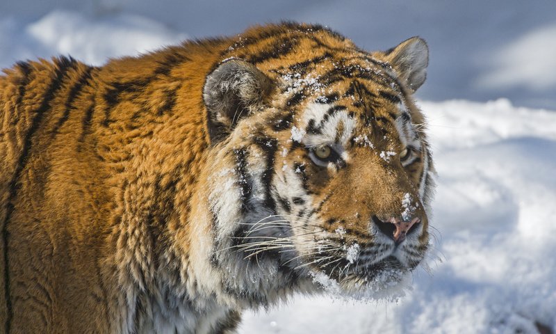 Обои тигр, морда, снег, зима, хищник, большая кошка, амурский тигр, tiger, face, snow, winter, predator, big cat, the amur tiger разрешение 2048x1365 Загрузить