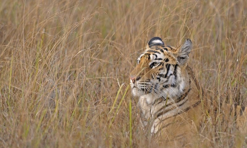 Обои тигр, трава, хищник, охота, бенгальский, tiger, grass, predator, hunting, bengal разрешение 2048x1360 Загрузить