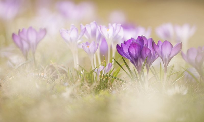 Обои цветы, трава, макро, весна, крокусы, боке, flowers, grass, macro, spring, crocuses, bokeh разрешение 1920x1280 Загрузить