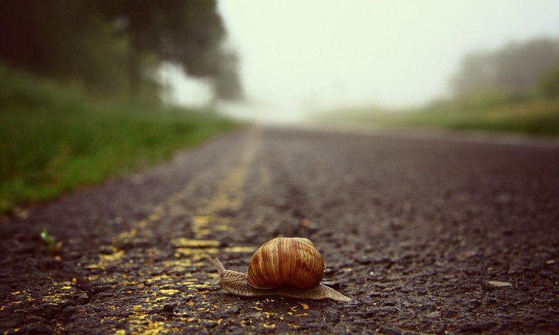 Обои дорога, макро, ползет, улитка, road, macro, crawling, snail разрешение 3888x2592 Загрузить