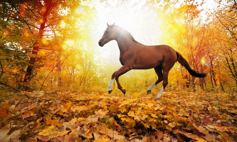 Обои лошадь, деревья, природа, листья, осень, horse, trees, nature, leaves, autumn разрешение 5560x3620 Загрузить