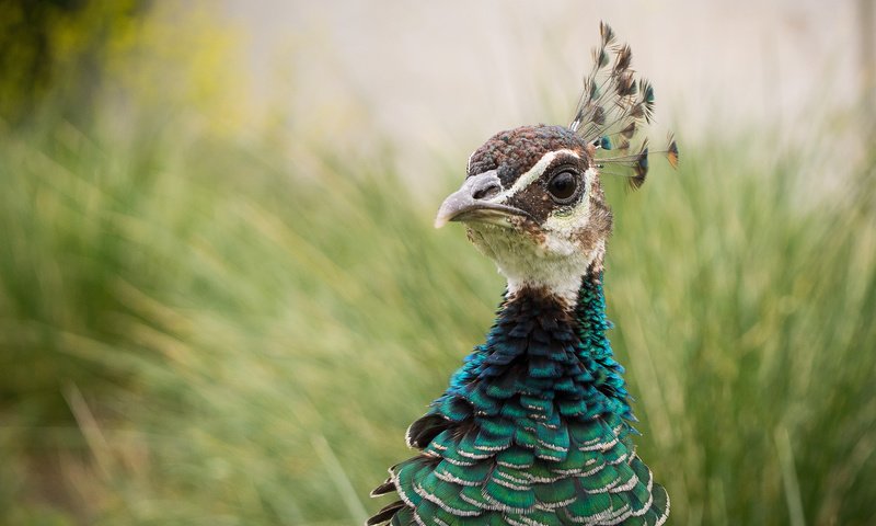 Обои птица, павлин, оперение, bird, peacock, tail разрешение 2048x1368 Загрузить