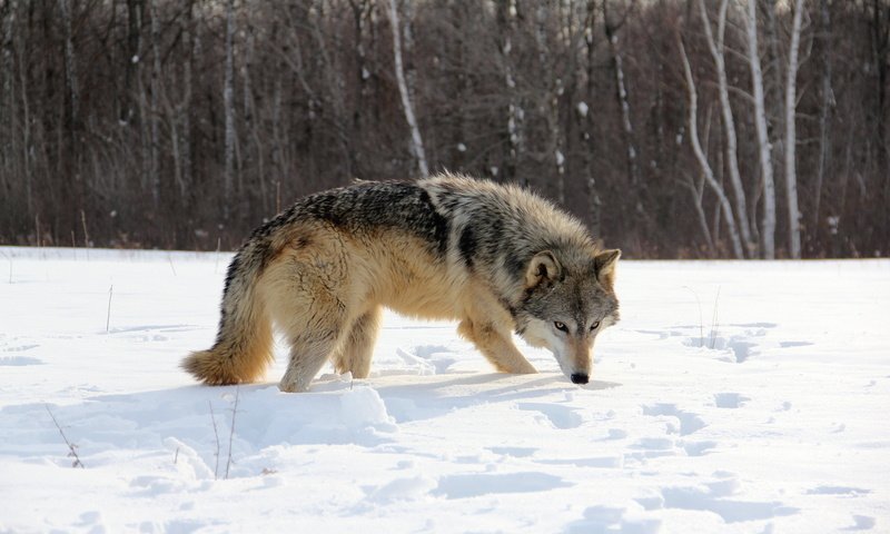 Обои снег, природа, лес, зима, волк, snow, nature, forest, winter, wolf разрешение 1920x1200 Загрузить