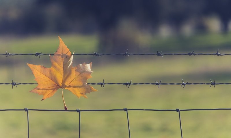 Обои природа, проволока, осень, лист, сетка, nature, wire, autumn, sheet, mesh разрешение 3000x1875 Загрузить