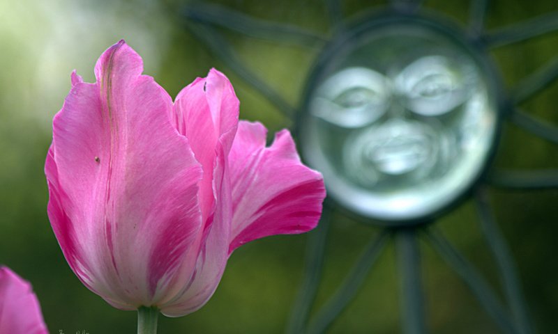Обои макро, цветок, весна, розовый, тюльпан, macro, flower, spring, pink, tulip разрешение 2048x1390 Загрузить