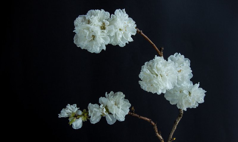 Обои цветы, ветка, цветение, фон, белые, flowers, branch, flowering, background, white разрешение 2048x1365 Загрузить