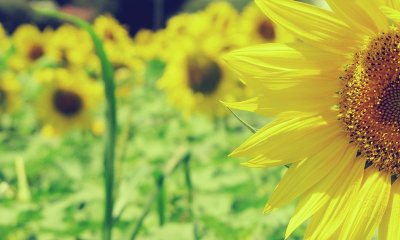 Обои природа, поле, подсолнухи, желтые, nature, field, sunflowers, yellow разрешение 2816x2112 Загрузить